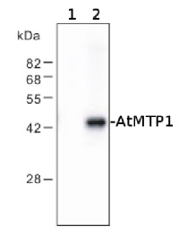 MTP1 | vacuolar Zn2+/H+ antiporter in the group Antibodies Plant/Algal / Membrane Transport System / Vacuolar membrane at Agrisera AB (Antibodies for research) (AS09 485)